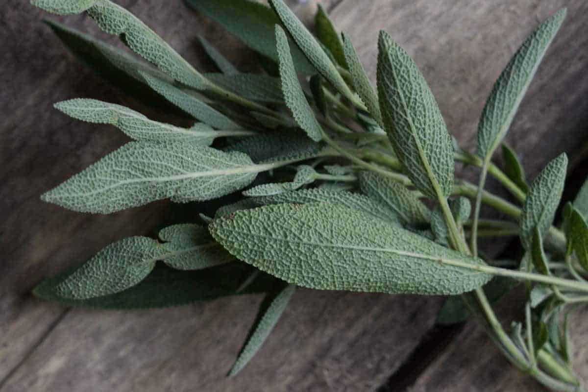 sage
