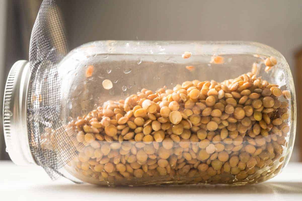 the beginning of the lentil sprouting process