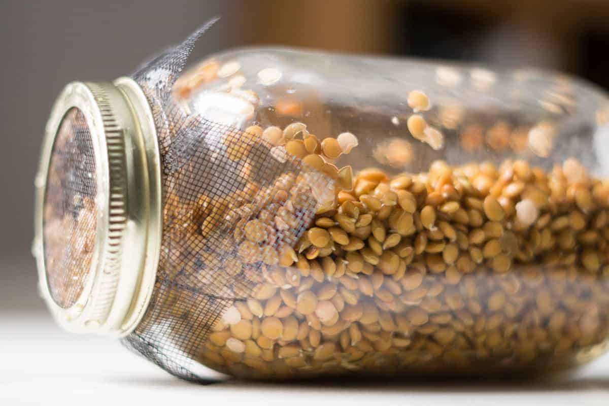 lentils sprouting
