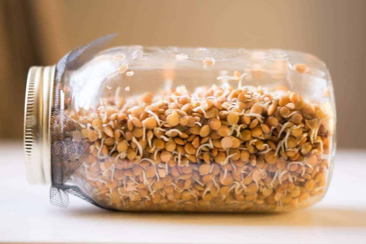sprouted lentils in a jar