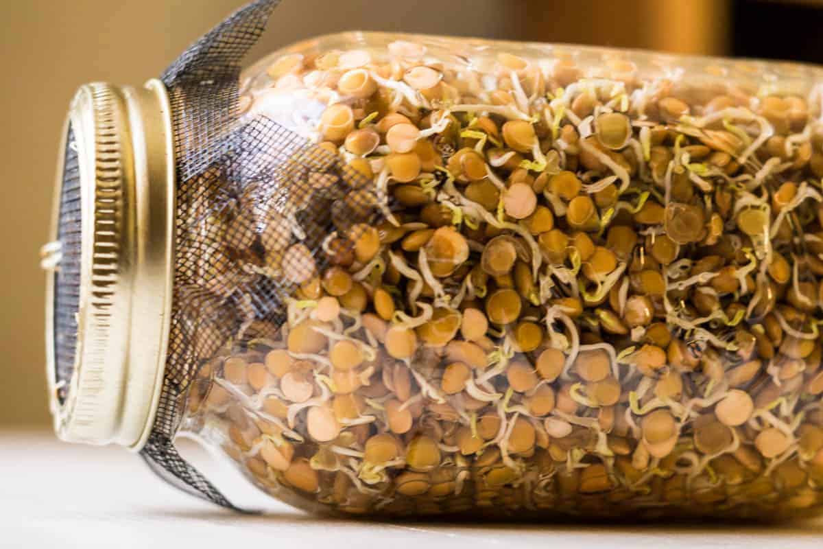 sprouted lentils